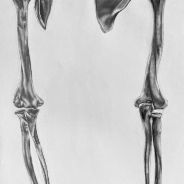 Arm Bones Study