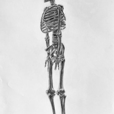 Full Skeleton Study