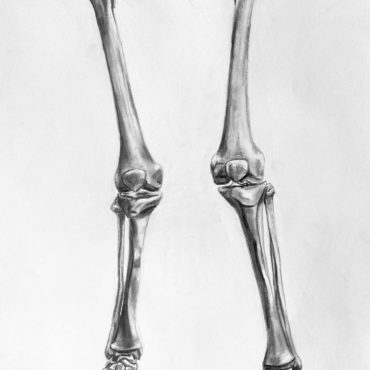 Leg Bones Study
